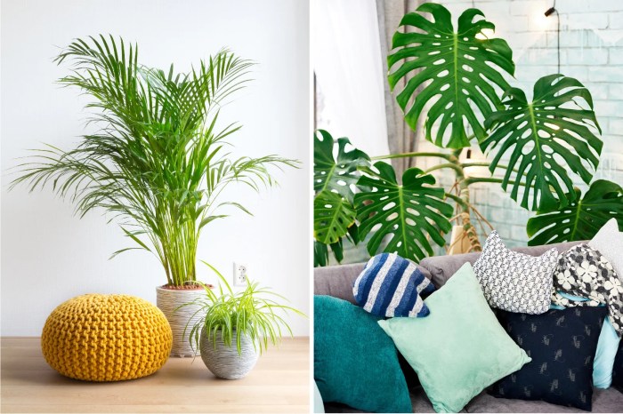 Plants decorate houseplants Plants decorate houseplants