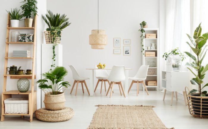 Plants decorating green everything need know Plants decorating green everything need know