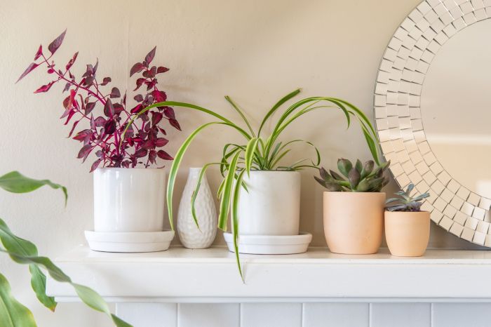 Plants decorate ways house brit unexpected Plants decorate ways house brit unexpected