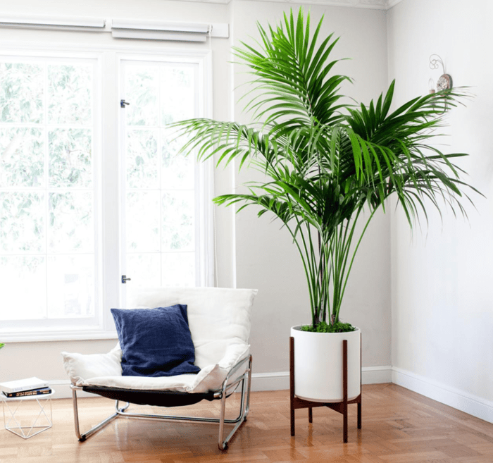 Flower arrangement room living table flowers arrangements design decoration floral interior beautiful ideas orchids blossoms Flower arrangement room living table flowers arrangements design decoration floral interior beautiful ideas orchids blossoms